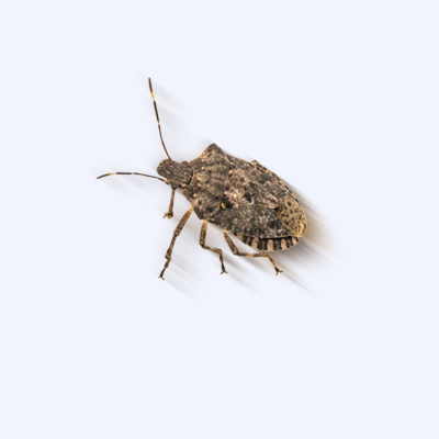 灭臭虫